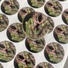 iykyk toad venom weed